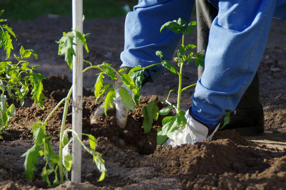 paradižnik | Avtor: Profimedia