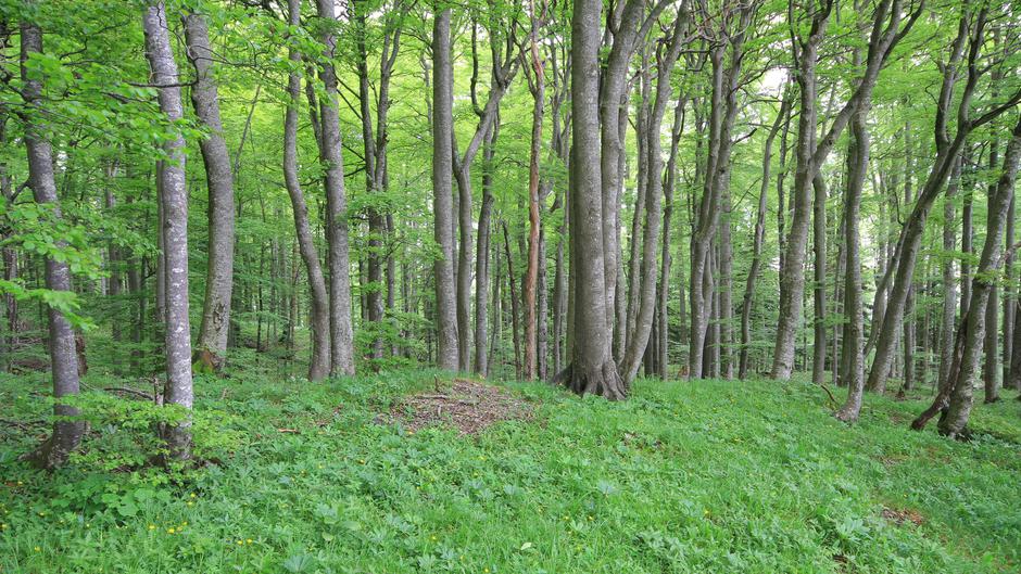 Kočevsko | Avtor: Marjan Artnak