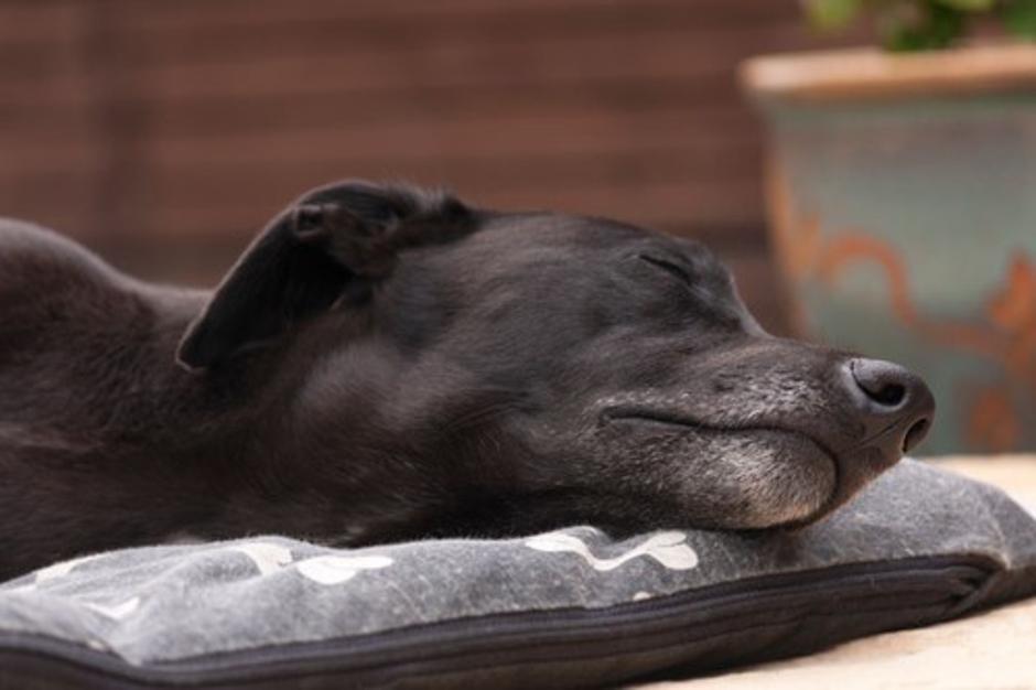 Pes spi | Avtor: Profimedias