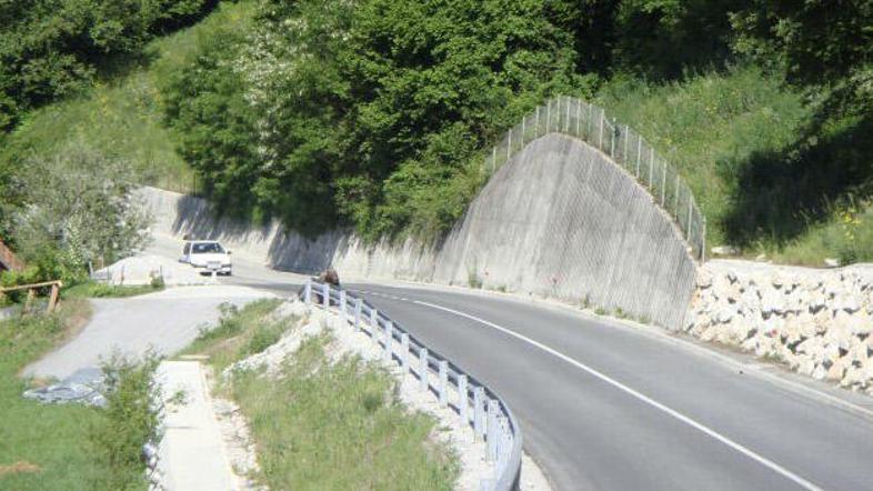 Medved, ki se v Trbovljah ni pojavil že trideset let, med krajani ni povzročil p