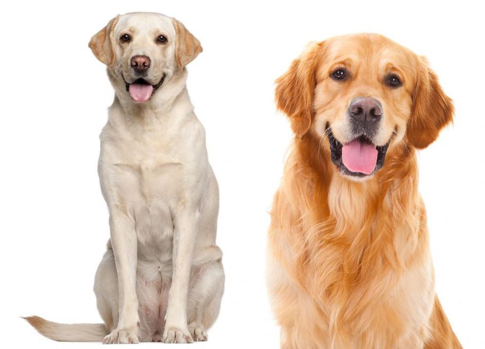 Labradorec, zlati prinasalec