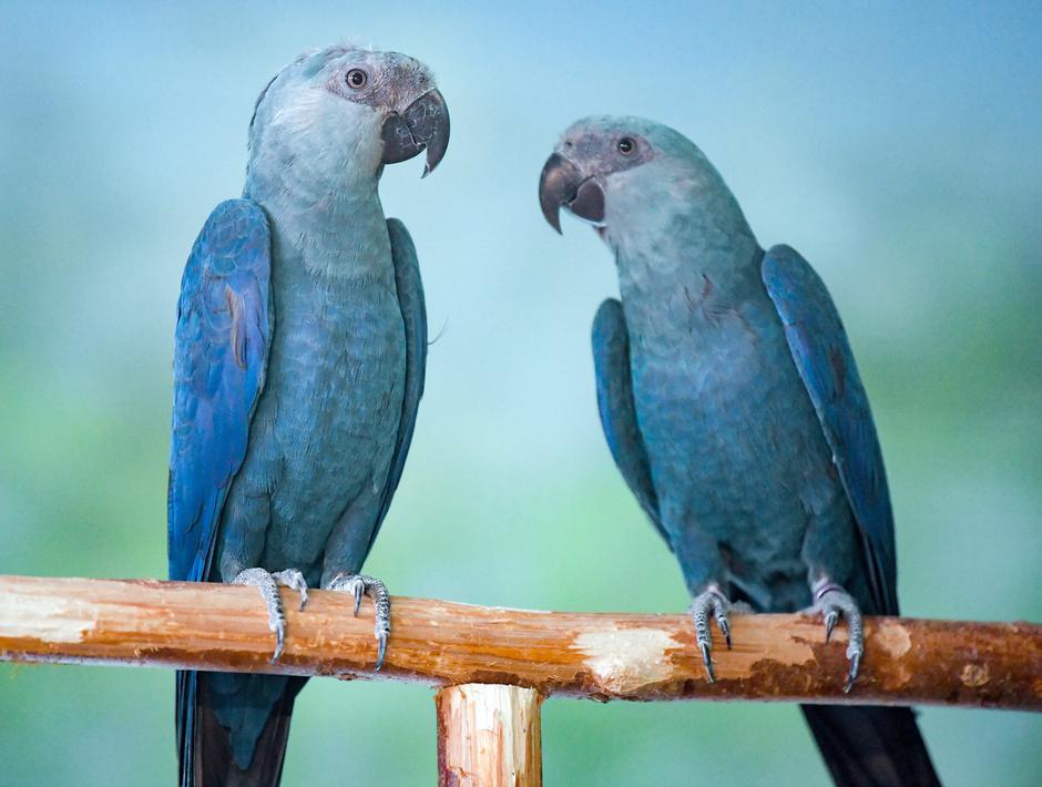 Spixov macaw | Avtor: Profimedia
