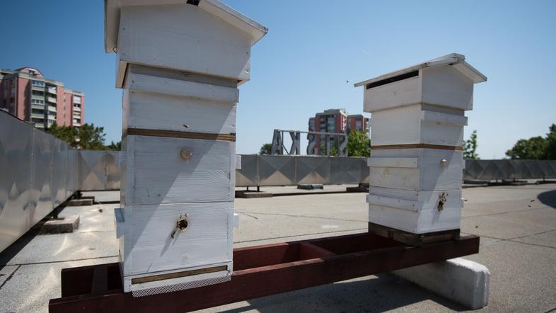 Peter Pečenko, urbani čebelar.