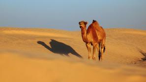 (Foto: Shutterstock)