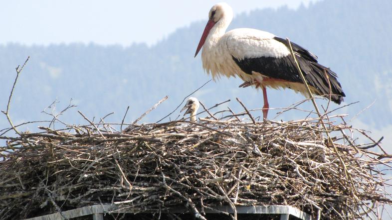 Selitev z dimnika na poseben steber para štorkelj ni zmotila. (Foto: Iztok Golob