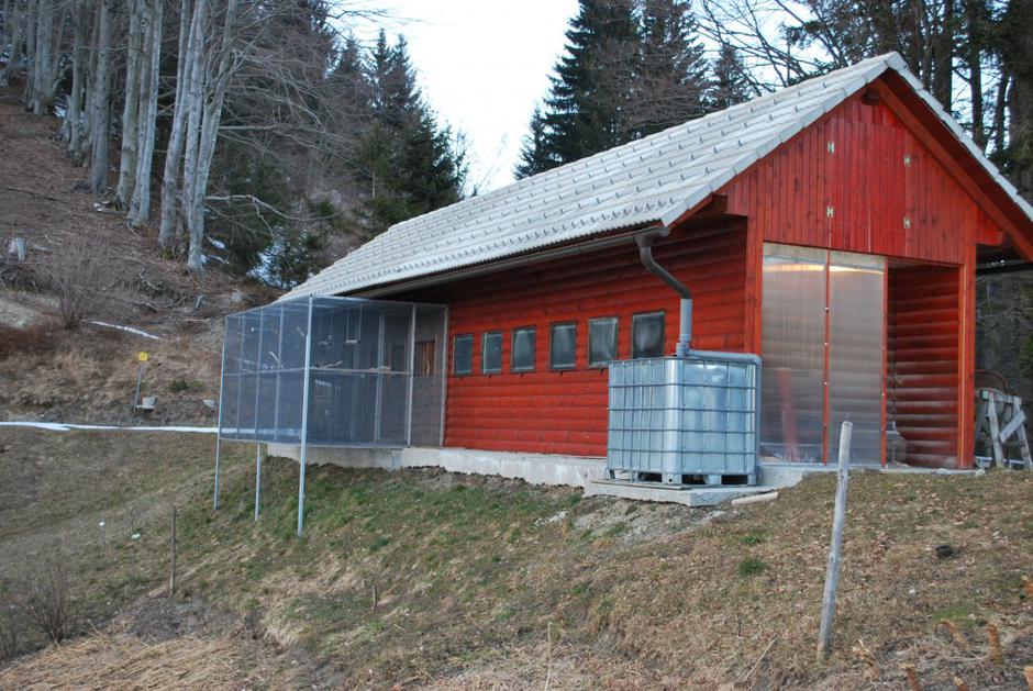 Vzreja papig Miha Purgar | Avtor: Miha Purgar