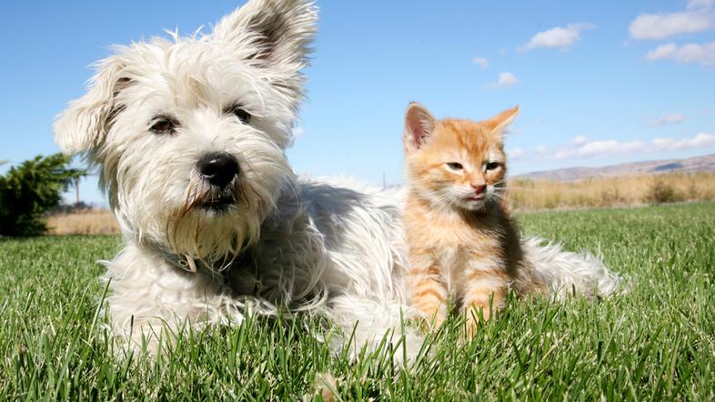 Zaščito proti srčni glisti dobite pri veterinarju in je v obliki tablet ali ampu