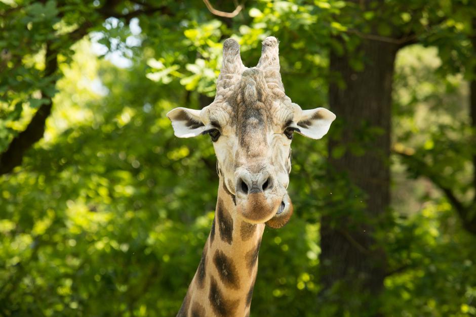 Žirafe | Avtor: ZOO Ljubljana