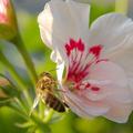 Kranjska čebela na cvetu pelargonije.