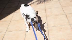 francoski buldog se igra s povodcem