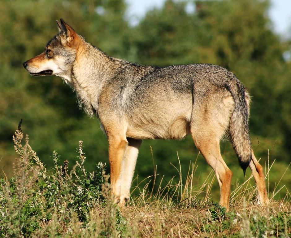 Volk | Avtor: Spletna stran Občine Bohinj