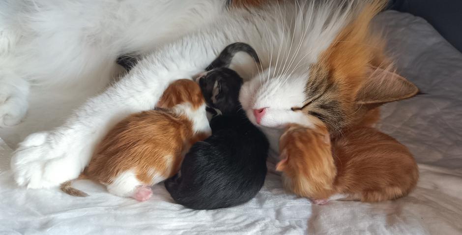 norveška gozdna mačka | Avtor: Teja Tegelj - Veloris