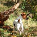 jack russell terier