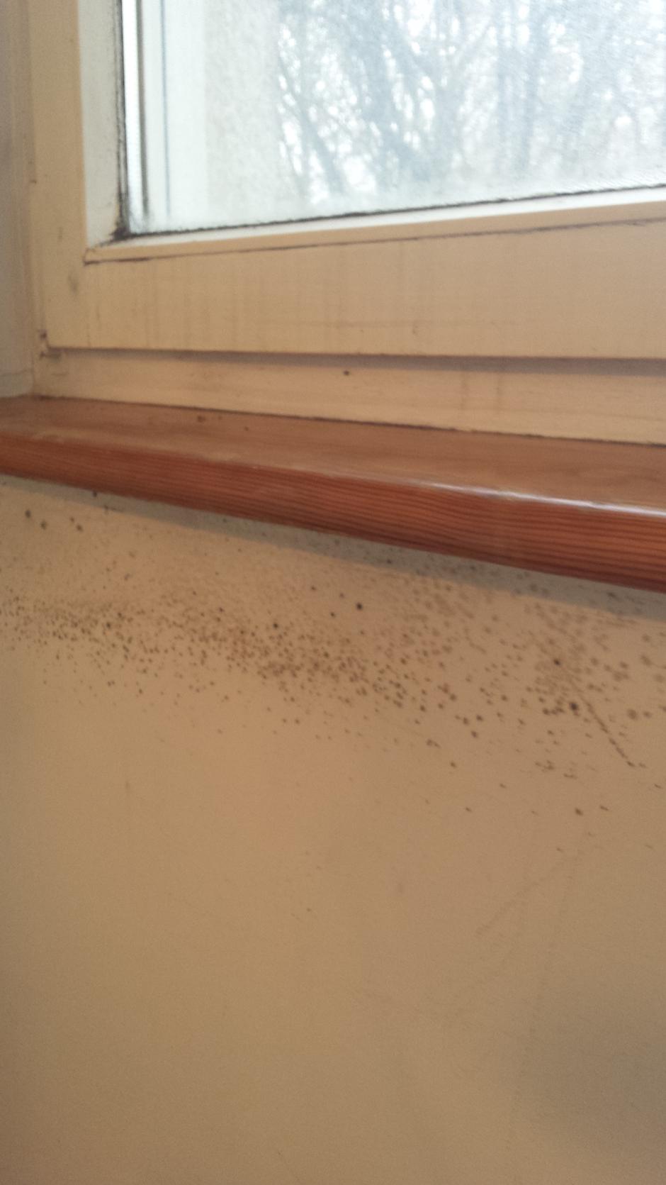 Stop Plesen | Avtor: Stop plesen