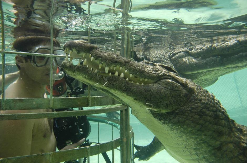 Potaplajnja v kletki | Avtor: Profimedias