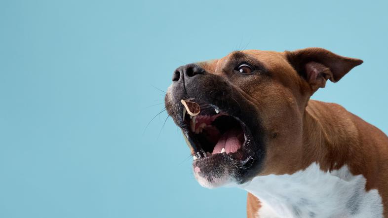 Staffordshirski terier