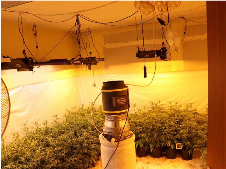 Ljubljanski policisti zasegli 650 sadik konoplje