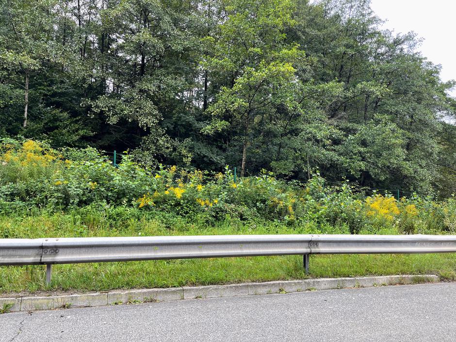 Zlata rozga | Avtor: A. Š.