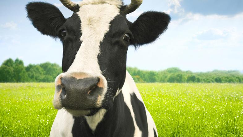 Novice iz sveta genetike so vse bolj bizarne. (Foto: Istockphoto)