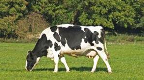 Krava je zdrsnila s pobočja, kjer se je mirno pasla.