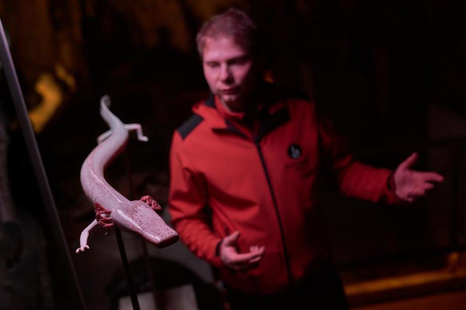 proteus | Avtor: Postonjska jama