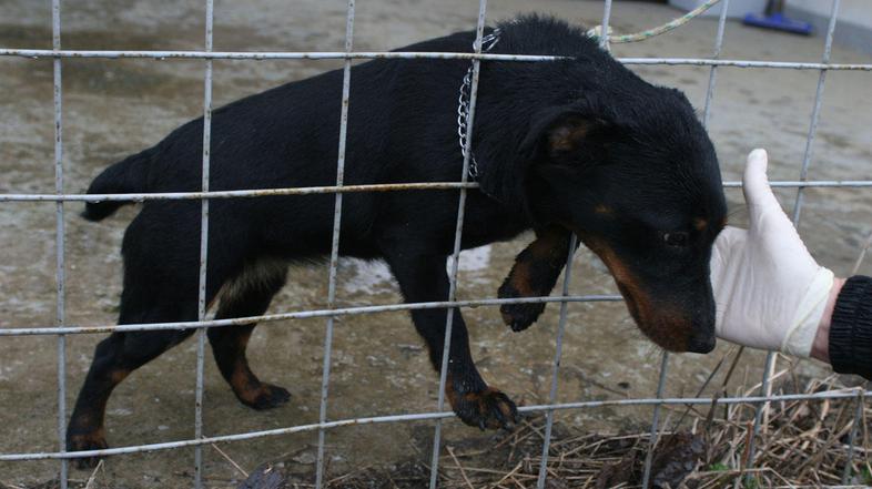 Napadena psička bo nekaj časa v karanteni. (Foto: Dare Čekeliš)