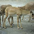 saiga tatarica