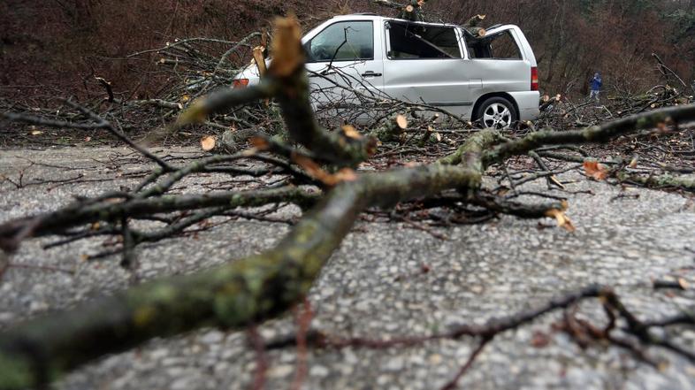 Podrto drevo padlo na avtomobile