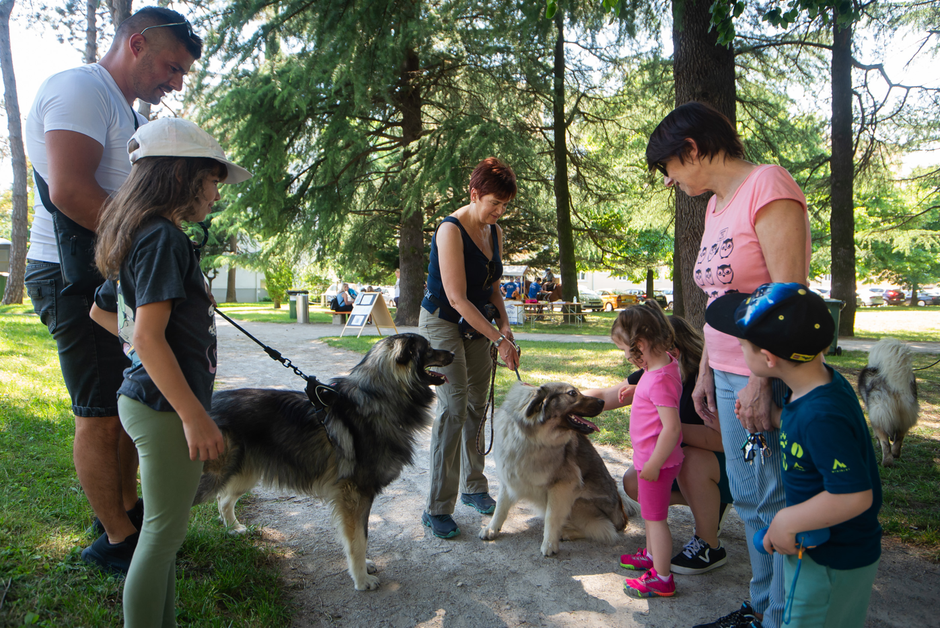Festival za ljubitelje živali 2025 - kraški ovčarji | Avtor: Anže Petkovšek