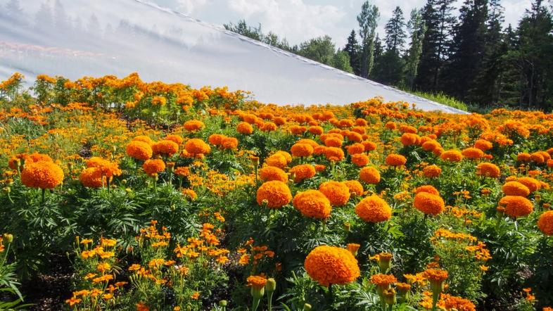 International Garden Festival, Jardins de Métis/Reford Gardens, Nomad Studio: OR