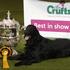 Crufts 2011