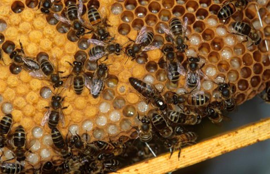 Čebele in matica | Avtor: Profimedias