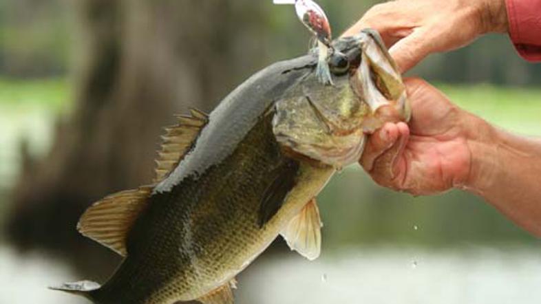 Ribiča je v ribi čakalo presenečenje.