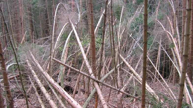 Po novembrskem snegu so v nižinah polomljeni mlajši sestoji iglavcev in vrhovi d