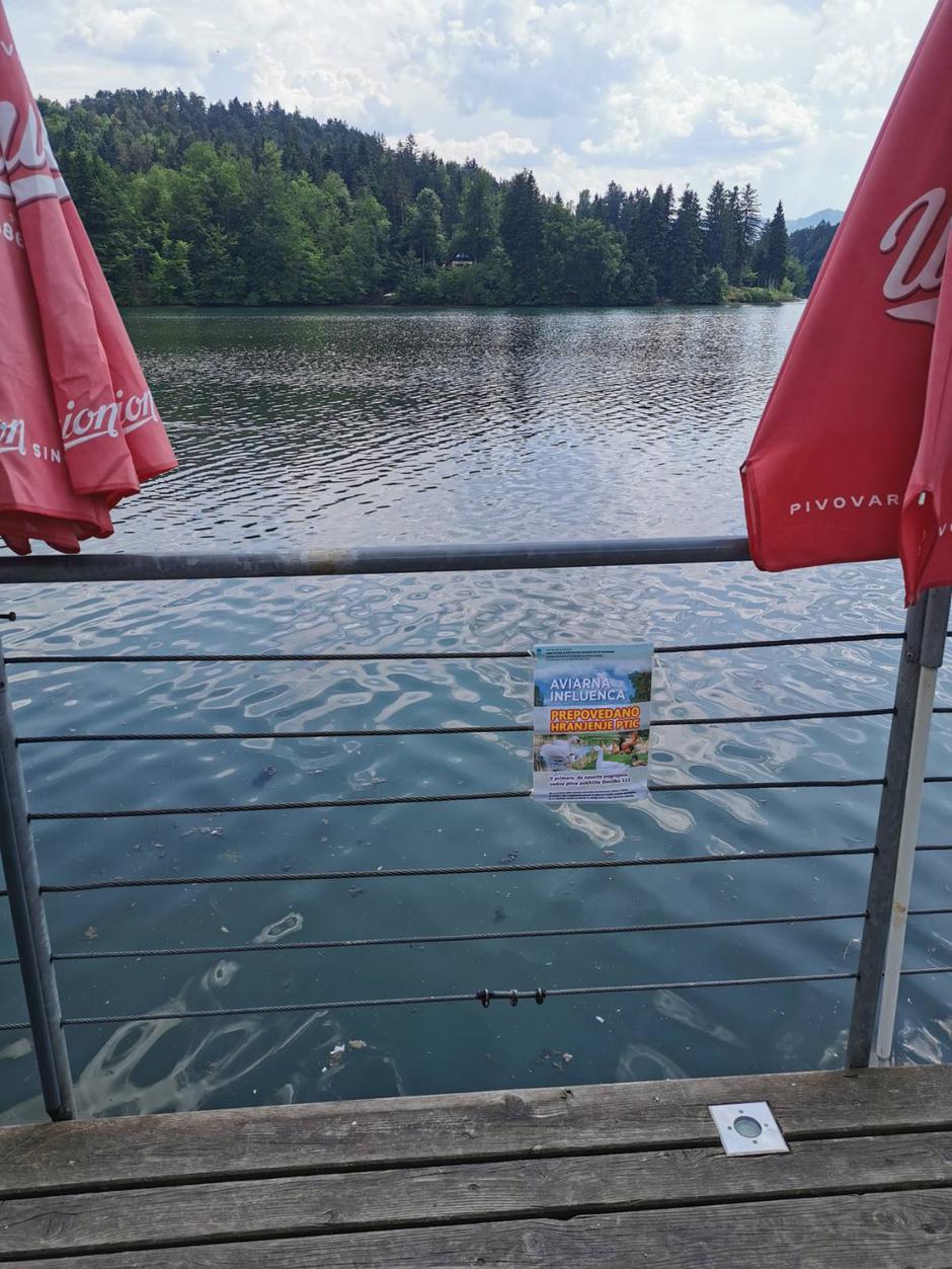 Zbiljsko jezero, Medvode, ptičja gripa | Avtor: Iztok Pipan