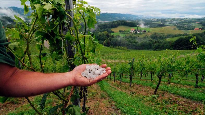 Toča v vinogradu