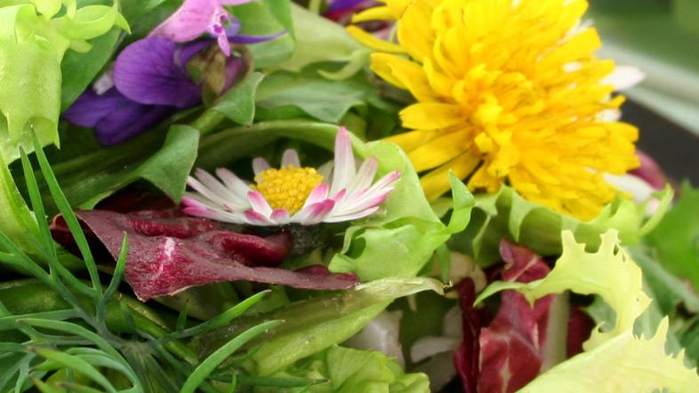 Sveže nabrane in pripravljene divje rastline okrepijo in poživijo telo, zato so 