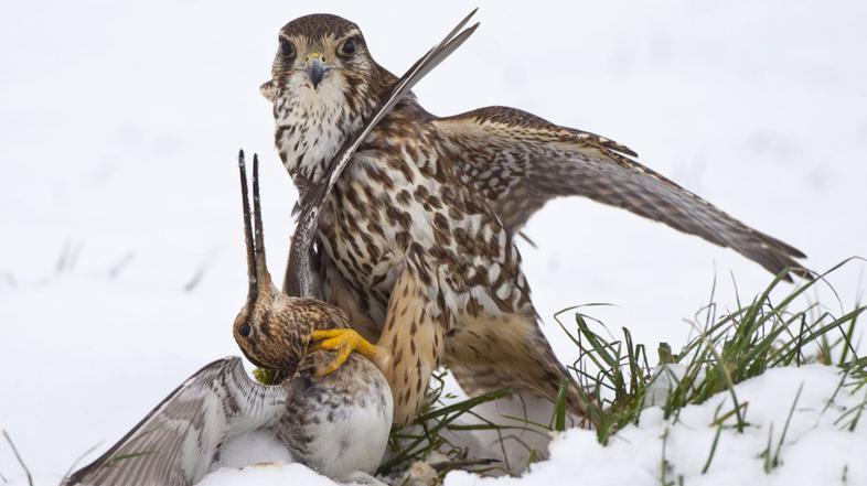 Wildlife photographer of the year