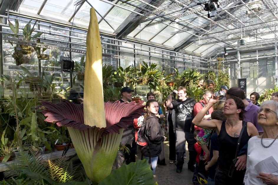 amorphophallus titanum roza cvetenje