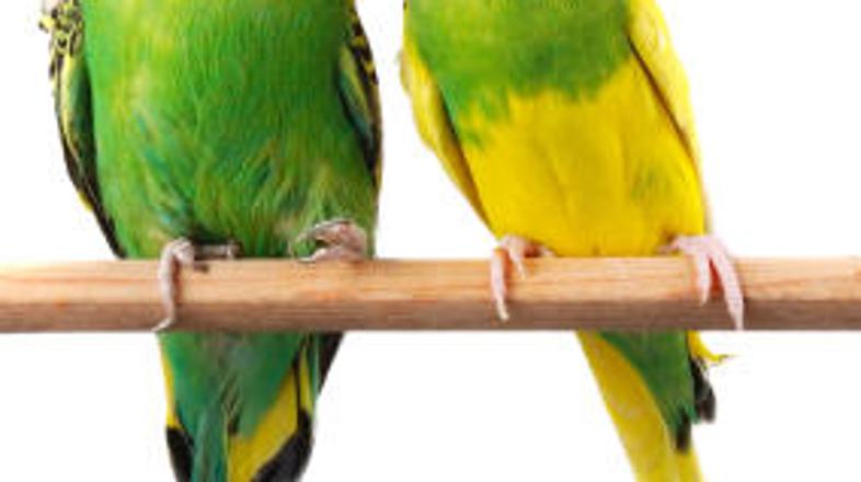 Bi imeli miniaturno aro?