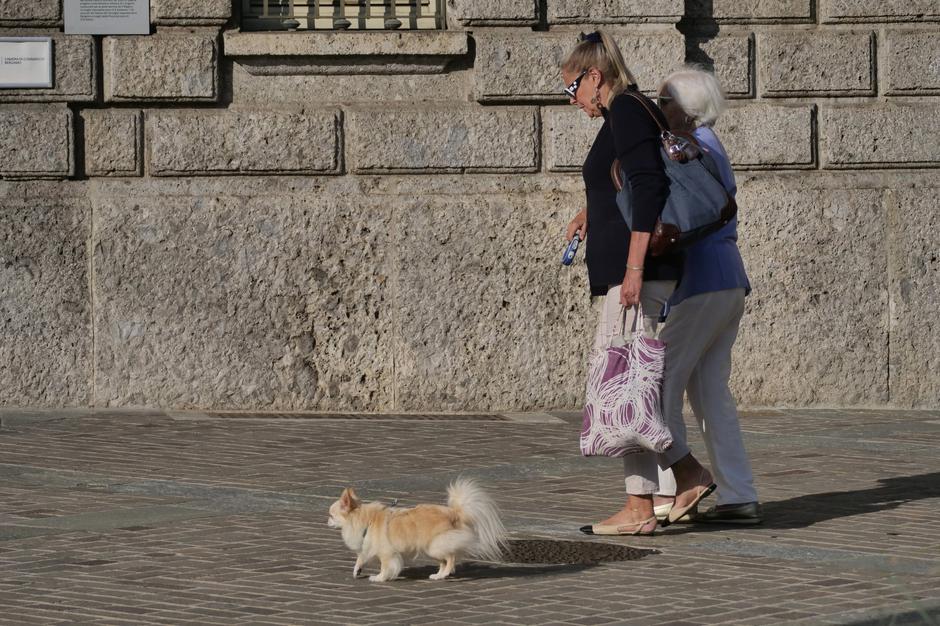 pes sprehod povodec | Avtor: Profimedia