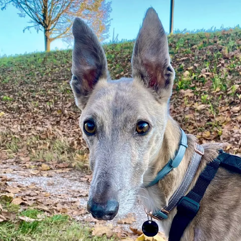 Lurcher whippet ROCCO | Avtor: Lurcher whippet ROCCO - išče dom