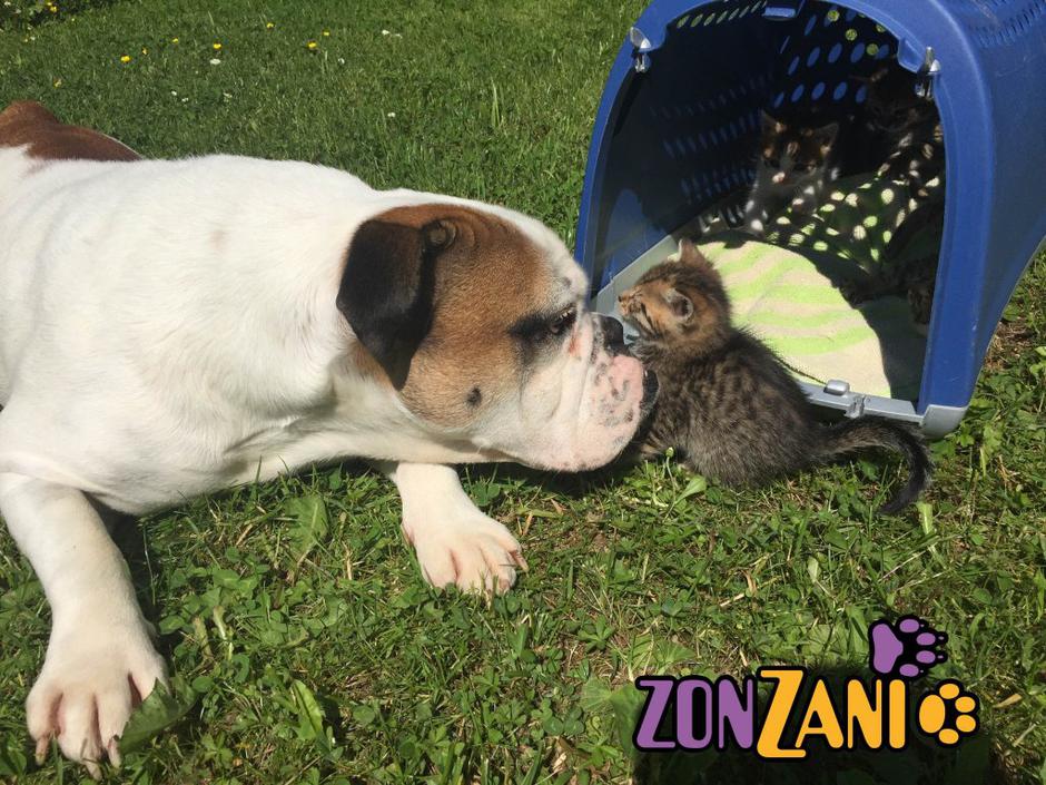 Dudarčki | Avtor: Zonzani