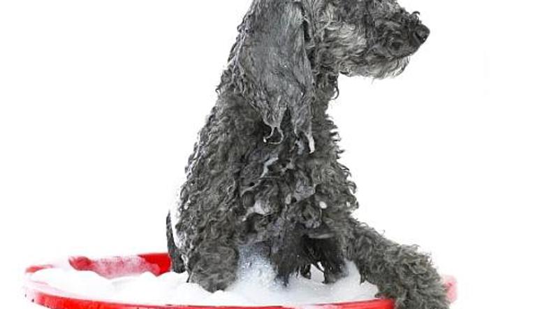 Tolažite se s tem, da imajo nekateri psi kopanje celo radi. Samo vaš najbrž ni m