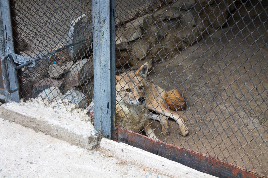 mučenje živali | Avtor: Shutterstock