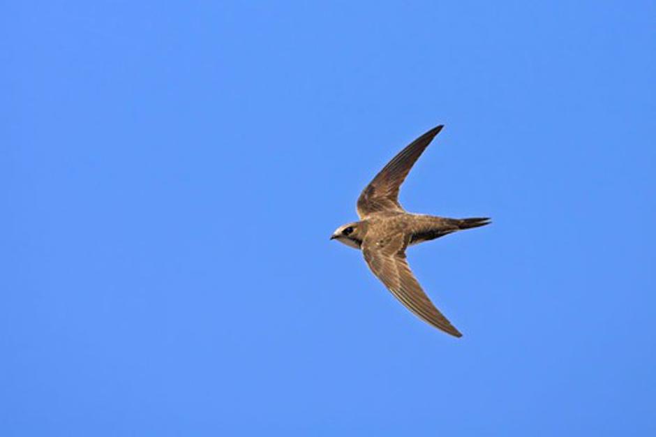 Apus Melba | Avtor: Profimedias