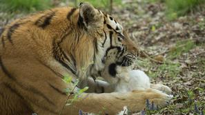 Prehranjevanje živali