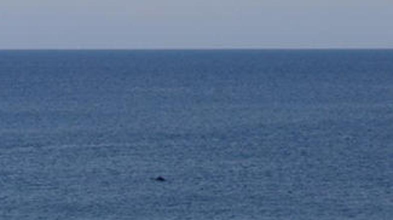 Slovenija bo podprla vsa prizadevanja za zagotavljanje ohranjenosti kitov.