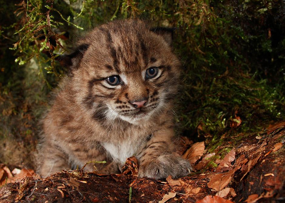 Mladiček Risa | Avtor: ZOO Ljubljana