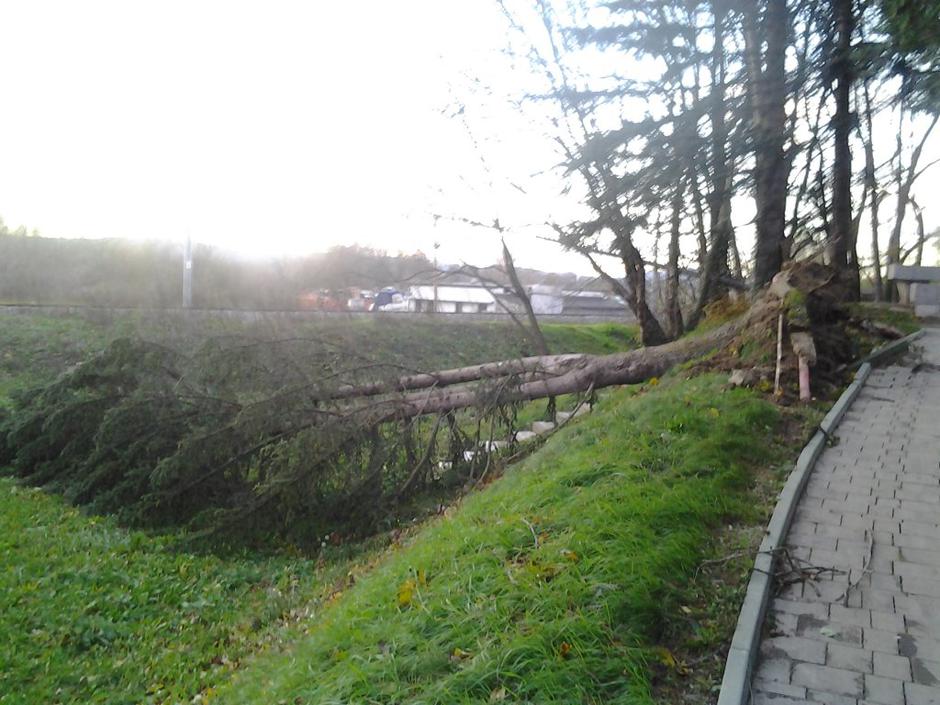 Podrta drevesa v Ilirski Bistrici | Avtor: Bralka Ines